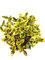 Spindelstrauch - Emerald Gold - Winterharter kleinwüchsiger Strauch