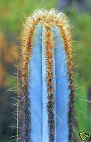 * Pilosocereus purpureus EXÓTICA COLOR AZUL aloe raro cactus de semillas de cactus 100 semillas