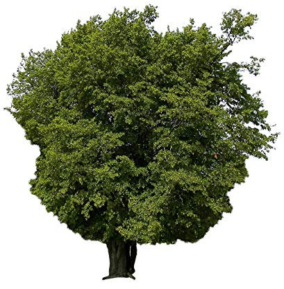 Hainbuche (Carpinus betulus) 25 Samen (Heimischer Baum - Winterhart)