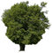 Hainbuche (Carpinus betulus) 25 Samen (Heimischer Baum - Winterhart)