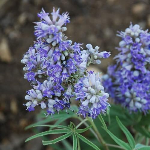 Plant World Seeds - Vitex Agnus Castus 'Texas Lilac' Seeds (Perennial Flower Seeds)