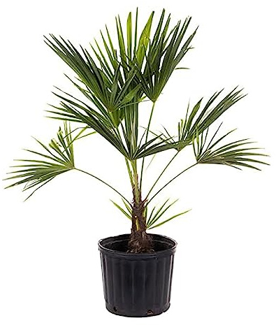 American Plant Exchange Windmill Palm Tree – 10-Inch with Pot – Live Chusan Palm Plant, Cold Hardy Tropical Tree for Home, Patio, or Garden Landscape Decor