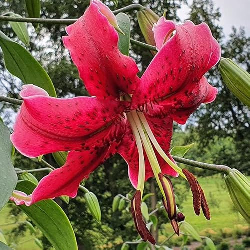 Lilienzwiebeln Baumlilie Riesenlilien Lilium Zwiebeln Onion Knollen Winterhart Frische mehrjährig duftenden Prachtblüten (Miss Feya)
