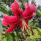 Lilienzwiebeln Baumlilie Riesenlilien Lilium Zwiebeln Onion Knollen Winterhart Frische mehrjährig duftenden Prachtblüten (Miss Feya)