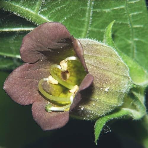 Plant World Seeds - Atropa Belladonna Seeds (Perennial Flower Seeds)