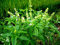 Semilla de romero 15 Semillas de cada paquete de Rosmarinus officinalis Aromático planta herbácea Semillas D006 caliente