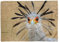 Eau Zone Handtuch Strandhandtuch Saunatuch Kuscheldecke mit Tiermotiv Sekretär Vogel Größe 180 x 130 cm (Tagesdecke - Sherpa Flies)