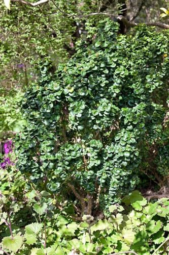 Ligustrum japonicum 'Rotundifolium' 80-90 cm - Japanischer Liguster, immergrün, ideal für Hecken, pflegeleicht und winterhart