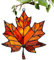 Ahornblätter Gefärbte Acrylbehänge | Ahornblätter Ornament | Herbsts Deko Anhänger | Herbstdeko Fenster Hängend | Ahornblatt Anhänger Ornament - Ahornblätter Feiertags-Ornamente