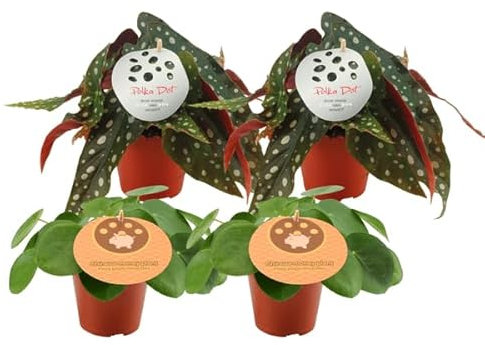 Pilea Peperomioides + Begonia Maculata – Ø 12 cm – 20 cm – 4 pezzi