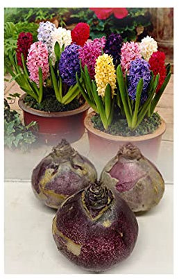 GARTHWAITE NURSERIES® : - UK Stockist : - 6 Prepared Indoor Hyacinth Bulbs Mixed Colours Highly Fragrant Size 18/19 Large Bulbs