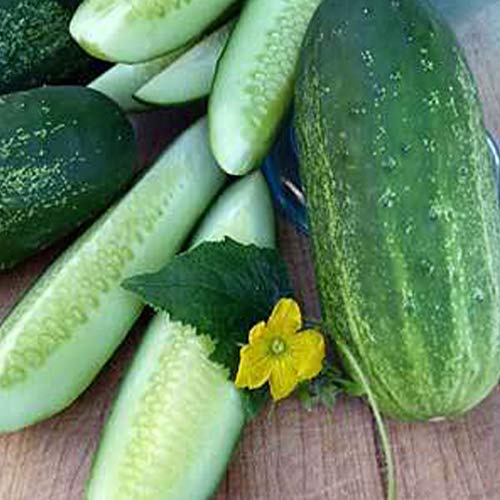 Sustainable Seed Co Organic Homemade Pickles Cucumber Seeds 1/4 LB ~3,752