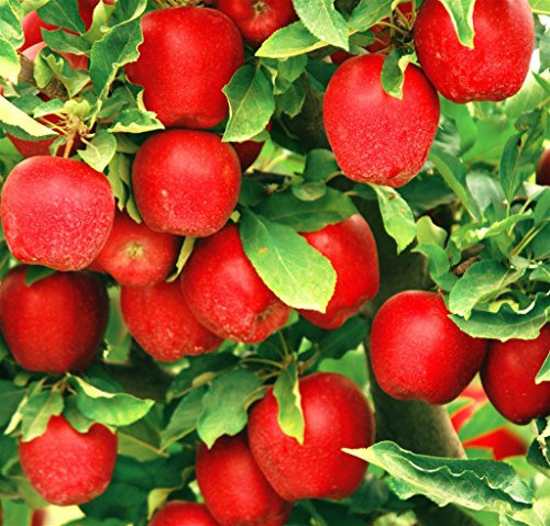 Pianta da frutto ALBERO DI MELO ROSSO DEL MEDIO ORIENTE SIMILE A RADICE NUDA - 1 METRO