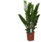 Zamioculcas Zamiifolia Zanzibar 90 cm - Glücksfeder Zimmerpflanze, pflegeleicht, luftreinigend, ideale Dekoration für Ihr Zuhause