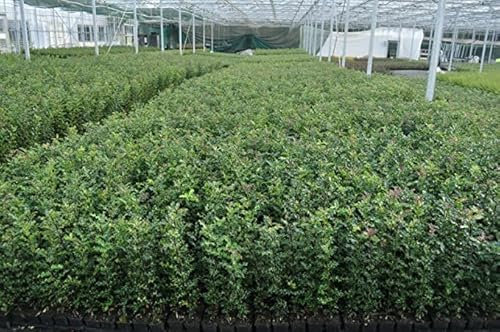 [x10] Holly Hedging Shrubs | 40-60cms | Ilex Aquifolium | Green | P9 Pots |