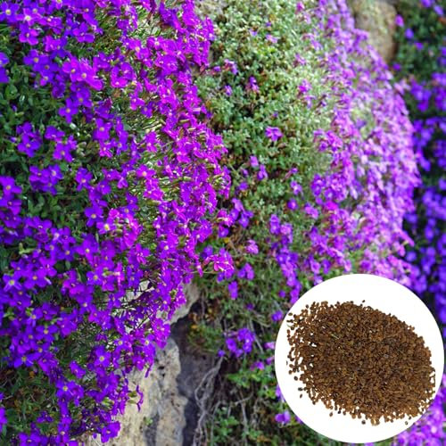 1000pcs Arabis Alpina Samen Felssellerie Samen Hohe überlebensrate Mehrjährige Lila Blumensamen Für Balkon Garten Garten Flussbank Violeta