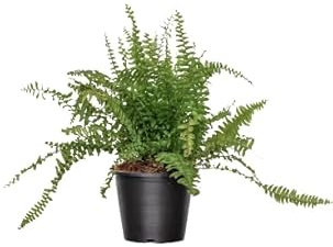 Helecho Hembra Natural Elegante Planta Colgante para Tu Espacio Exterior