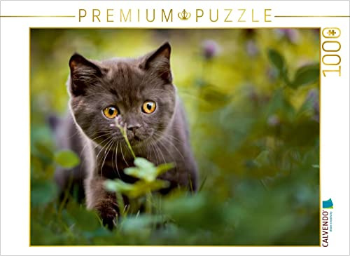 CALVENDO Puzzle Kleiner Britisch Kurzhaar Kater im Klee 1000 Teile Puzzle quer | Lege-Größe cm Foto-Puzzle für glückliche Stunden
