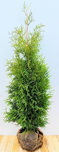 Thuja occidentalis 'Brabant' 125–150 cm – Winterhart, Immergrün, Pflegeleicht – Lebensbaum – Heckenpflanze für Garten & Sichtschutz
