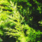 20 pcs zypressen kaufen samen ausgefallene geschenke zypresse,Cupressus sempervirens hochbeet balkon winterharte kübelpflanzen winterharte pflanzen für garten baumsamen pflanzensamen