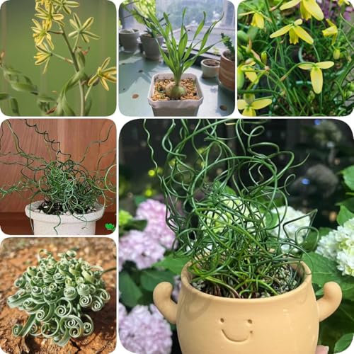 200 pz Semi di piante di Albuca spiralis, semi di bonsai decorazione floreale semi di fiori ape-friendly letto di erbe, Albuca namaquensis, decorazione ufficio semi di fiori ape prato