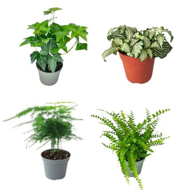 I Giardini di Giulia | Set 4 Piantine Verdi per Terrarium Fai-da-Te | Felce, Edera, Fittonia, Asparagus | Piante Vive Facili da Curare (Fittonia bianca)