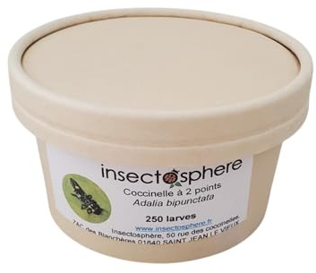 Larves de coccinelle à 2 points contre les pucerons des arbres frutiers & ornementaux, pucerons des rosiers et autres arbustes. (250 Larves)