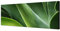 Wandbild auf Leinwand als Panorama in 150x50cm Kaktus Pflanze abstrakt