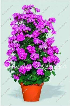 Nuevas 100 Raras Semillas de Geranio Escalada Azul Pelargonium Peltatum Bonsai Flor Perenne Habitación de Interior Jardín Planta en Maceta Fácil de Cultivar