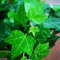 Semi di edera/Pianta di edera,Piante da balcone,Piante rampicanti resistenti,Piante da appartamento di edera,Semi di bonsai,Piante vere pendenti,Piante esotiche-500 pezzi