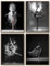 Enthusiasm Set mit 4 schwarz-weißen Ballett-Wandkunst, Tänzerin, schönes Mädchen-Schlafzimmer, elegantes Tanz-, Klassenzimmer, Badezimmer, Schlafsaal, Dekoration, Poster (40 x 60 cm)