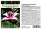 Seedeo Purpurfarbener Orchideen - Baum (Bauhinia purpurea) 10 Samen