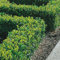 Gardeners Dream Buxus Sempervirens (50 Stk.) - Buchsbaum Heckenpflanzen Winterhart Immergrün - Ideal als Winterharte Pflanzen für Garten, als Winterharte Kübelpflanzen oder als Balkon Pflanzen