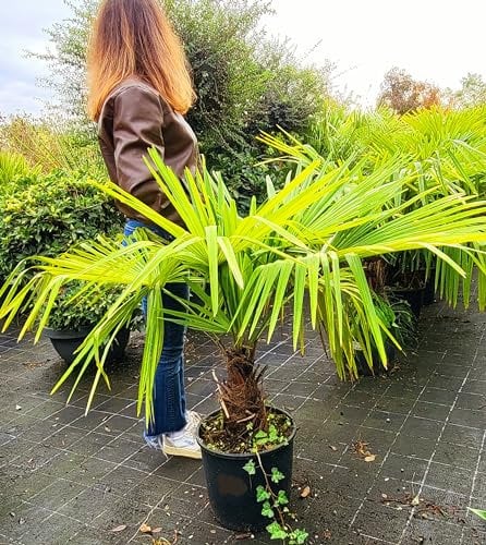 POWERS TO FLOWERS - CHAMAEROPS HUMILIS, PALMA SAN PIETRO, VASO30 ALTEZZ 110CM, pianta vera