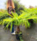 POWERS TO FLOWERS - CHAMAEROPS HUMILIS, PALMA SAN PIETRO, VASO30 ALTEZZ 110CM, pianta vera