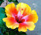 Graines de fleurs d'hibiscus 100 pièces mélangées
