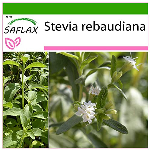 SAFLAX - Kräuter - Stevia Süßkraut - 100 Samen - Mit keimfreiem Anzuchtsubstrat - Stevia rebaudiana