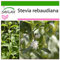 SAFLAX - Kräuter - Stevia Süßkraut - 100 Samen - Mit keimfreiem Anzuchtsubstrat - Stevia rebaudiana