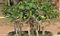 20 PC Exotische Bonsai-Baum Banyan Tree Seed-Büro-Schreibtisch Ficus Ginseng Samen Perennial Ficus Microcarpa Die Budding Rate 95%