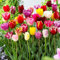 Tulpenzwiebeln, gemischte Farben – mehrjährige, im Frühling blühende Tulpe (10 Zwiebeln)