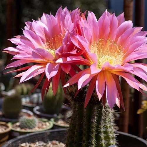 100 semi di cactus gigante perenne da piantare rosa