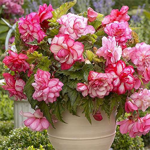 Pack 3 Bulbs/Tubers Begonia Hanging Pink Wave Balcony WPC Prins Bulbs