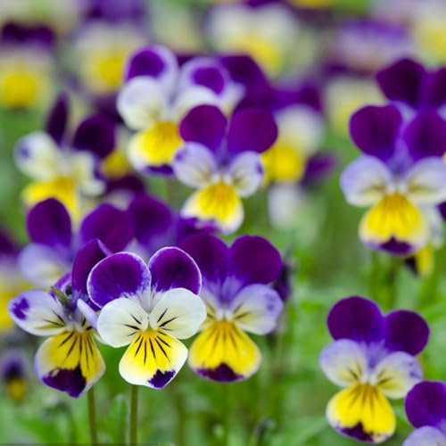 80 piezas Semillas de pensamiento silvestre, plantas regalos prácticos plantas de balcón resistentes al invierno, viola tricolor, regalos de jardín para hombres jardín de piedras