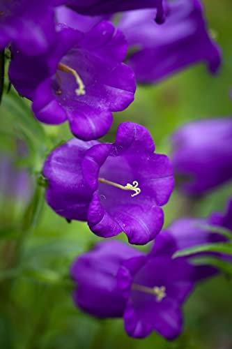 3 X 9 cm Pot Plants of Campanula Medium Canterbury Bells - Blue Flowering - 3 X 9 cm Pot Plants
