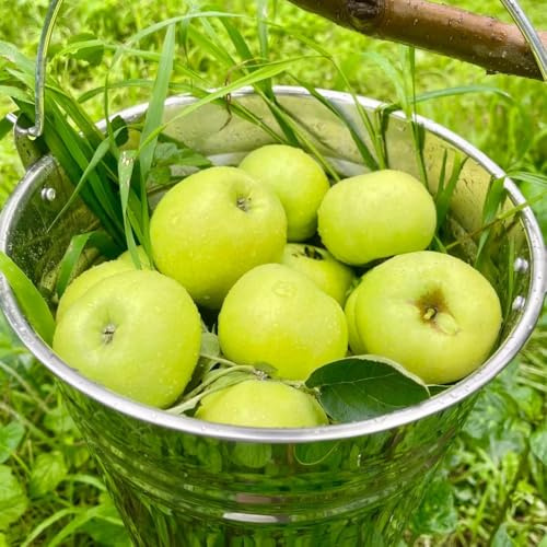 Apfelbaum, Malus pumila, alte sorten geschenke für gartenfreunde pflanzensamen gartenpflanze winterhart exotische 250Samen