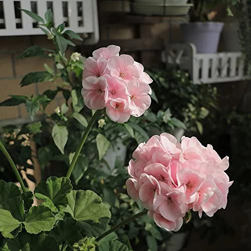 50 Stück geranien samen pink hängend gartenpflanzen pflanzen deko garten pflanzen winterharte plants gartenpflanzen winterhart pflanztopf balkongarten kletterpflanzen winterhart
