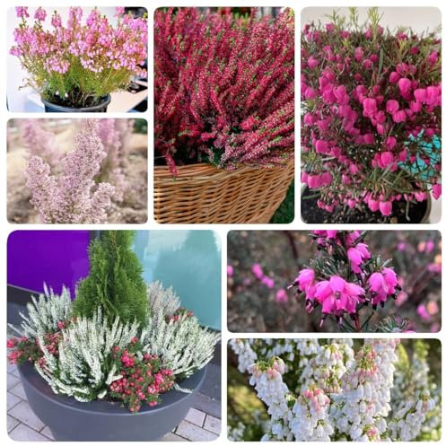 500 piezas Semillas de brezo - plantas de balcón resistentes al invierno resistentes Plantas de brezo de invierno, Erica carnea, semillas de pradera de flores silvestres perennes,