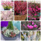 500 piezas Semillas de brezo - plantas de balcón resistentes al invierno resistentes Plantas de brezo de invierno, Erica carnea, semillas de pradera de flores silvestres perennes,