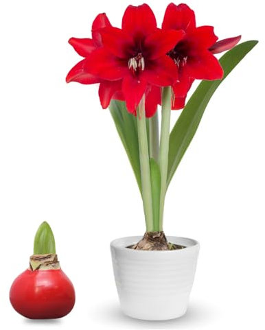 NULIYA Waxed Amaryllis Bulb Gewachste Amaryllis-Zwiebel, rotes Wachs, rote Blüten, perfekt für die Innenbepflanzung, mehrjährige Blumen, geeignet als Geschenk mit individueller Verpackung (1Pack)