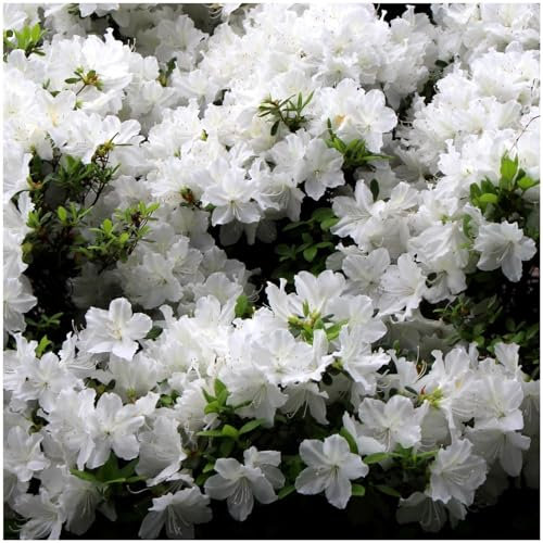 GrowOn Shrubs Dwarf Japanese Azalea Japonica 'Diamant White' | Evergreen Shrub | Outdoor Garden Ready Plant | Spring and Summer Flowering | White Flowers
